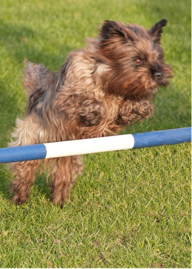 Aandacht,Liefde,Energie,Verbeteren,Verzorgen,Goede voornemens